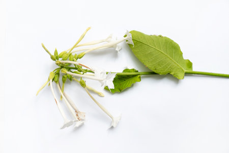 Flowers and tobacco are blooming  on the white backgroundの写真素材