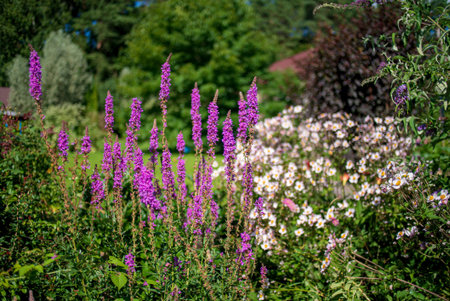 summer garden with nice flowersの写真素材