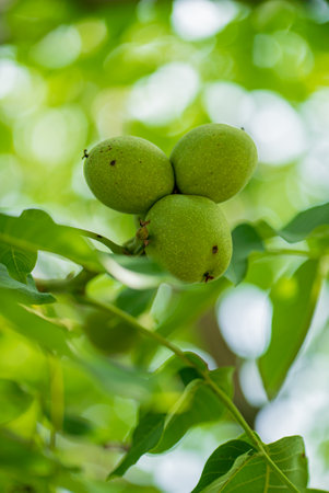 green walnuts in the gardenの写真素材