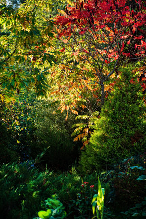 autumn park with nice treesの写真素材