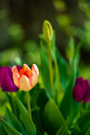nice tulips in the gardenの写真素材