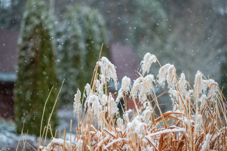 garden in winter with hoarfrost on a cold day in the morningの写真素材