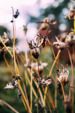 Beautiful dry flower in gardenの写真素材