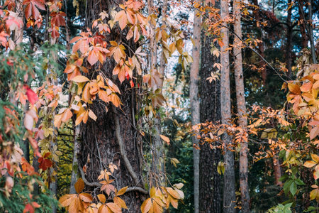 autumn park with orange leavesの写真素材