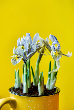 iris flowers in the potの写真素材