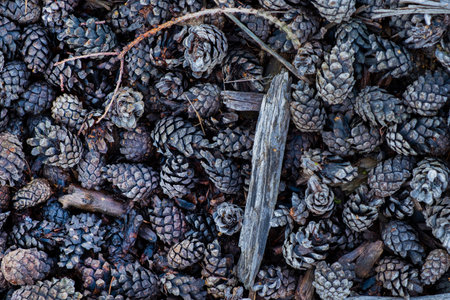 pine cone background, Christmas texture