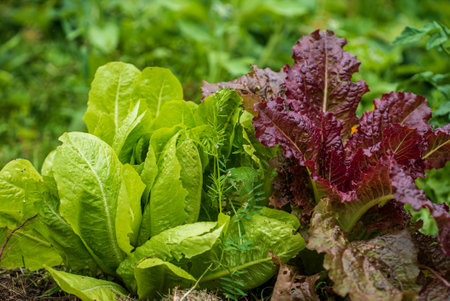 organic salad in the gardenの写真素材