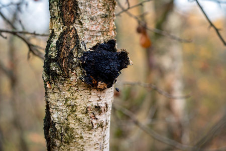 Chaga mushroom, inonotus obliquus grows on a birch tree. Whole and broken piece. Natural medicineの写真素材