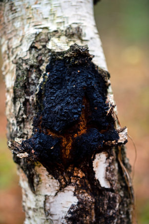 Chaga mushroom, inonotus obliquus grows on a birch tree. Whole and broken piece. Natural medicineの写真素材