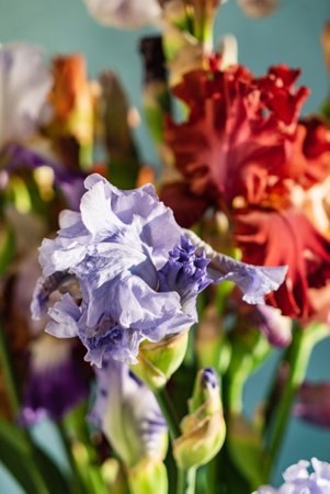 Bunch of coloful fresh irisesの写真素材