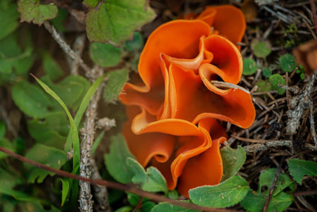 Aleuria aurantia (orange peel fungus)