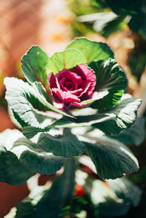 decorative cabbage in the potの写真素材