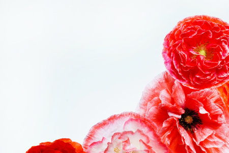 poppy flowers on the white backgroundの写真素材