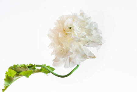 poppy flowers on the white backgroundの写真素材