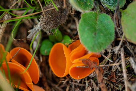 Aleuria aurantia (orange peel fungus)の写真素材