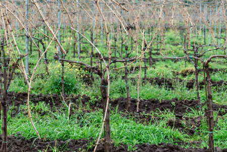 Vineyards and vineyards on mount etna in sicily, italy with natural landscape.の写真素材