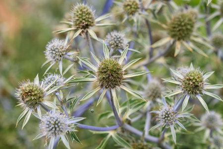 Eryngium planum or Blue Sea Holly in garden.の写真素材