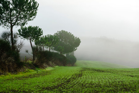 Typical Italian landscape and fogの写真素材