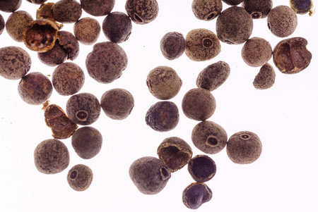 allspice on the white background