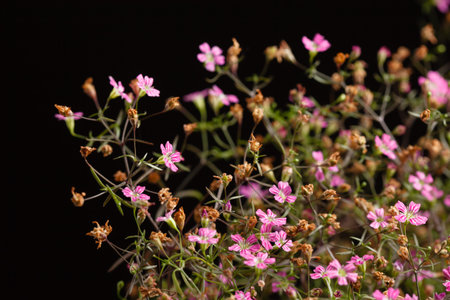 flowers on the black background