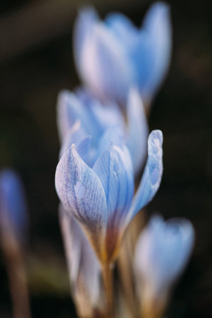 Crocus speciosus autumn blue purple flowering plant with orange yellow centerの写真素材
