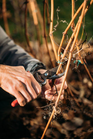 Gardener prunes an old grape tree with garden shears