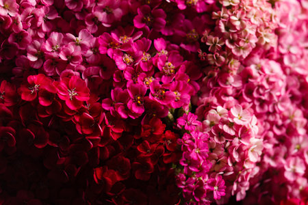 pink and red yarrow on black backgroundの写真素材