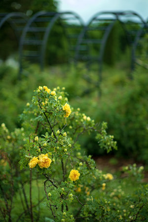 Yellow color rose bloomed in gardenの写真素材