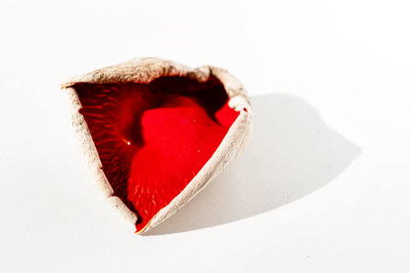 Sarcoscypha austriaca or Sarcoscypha coccinea isolatedの写真素材