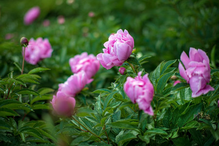 Pink red sunny peony flowers in botanical gardenの写真素材