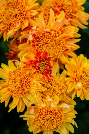 chrysanthemum flower in sunlight in autumnの写真素材