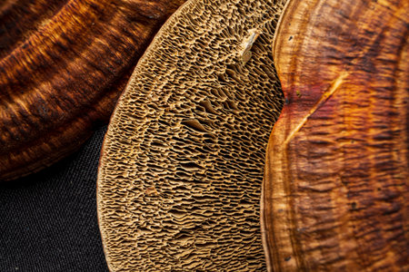 Lingzhi mushroom (Lingzhi mushroom) on black background