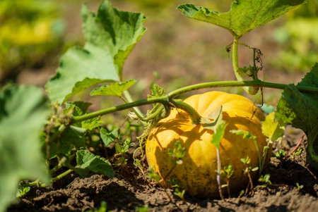 pumpkin in the organic gardenの写真素材