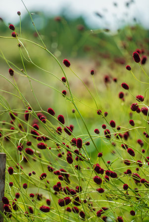 Sanguisorba officinalis or Great Burnet flowers in the summer meadow.