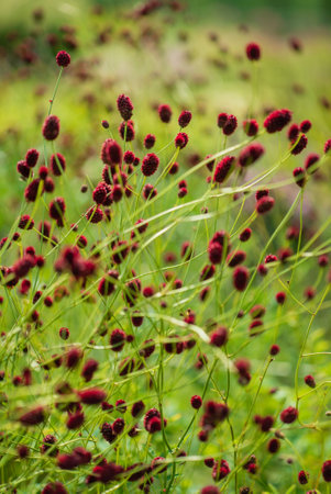 Sanguisorba officinalis or Great Burnet flowers in the summer meadow.の写真素材