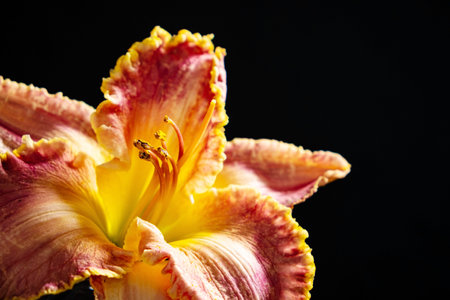 Day lily (Hemerocallis), close up of the flower headの写真素材