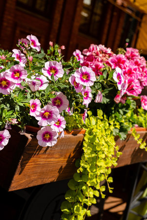 summer flowers near house, summer conceptの写真素材