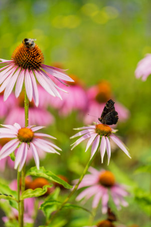 purple coneflower in the gardenの写真素材