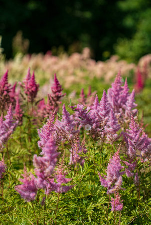 Pretty pink Astilbe flowers in a summer garden