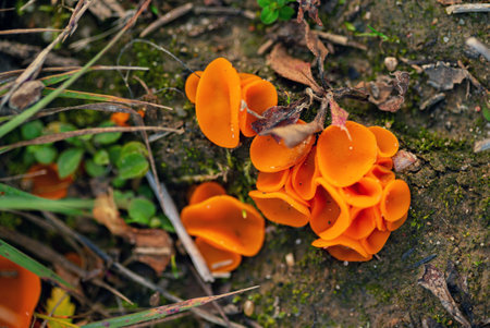Aleuria aurantia (orange peel fungus)の写真素材