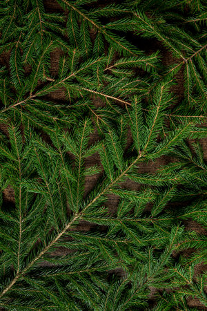 fir branches on the wooden background