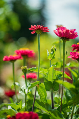 zinnia flowersi the gardenの写真素材