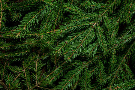 fir branches on the wooden background