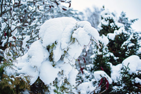 Scenic winter landscape in garden