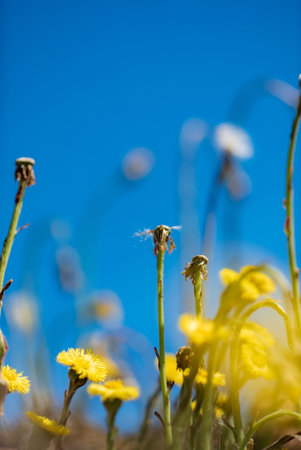 Yellow flowers of coltsfoot  over blue sky