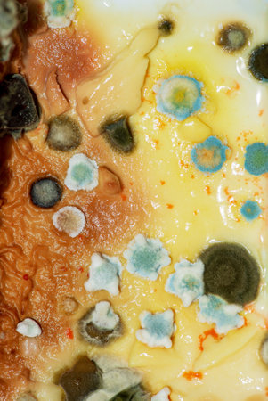 Mold growing on a petri plateの写真素材