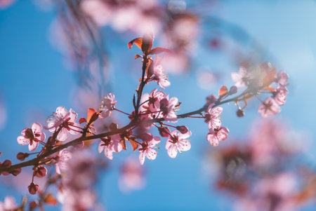Cherry blossoms in full bloomの写真素材