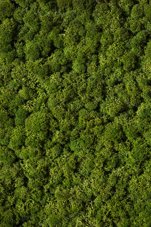 green moss background,  nature texture