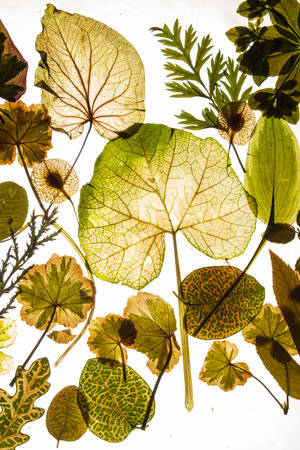 dry leaves on the white backgroundの写真素材
