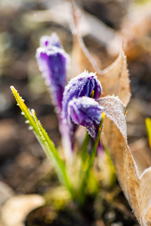 First Spring crocus flowers in frostの写真素材